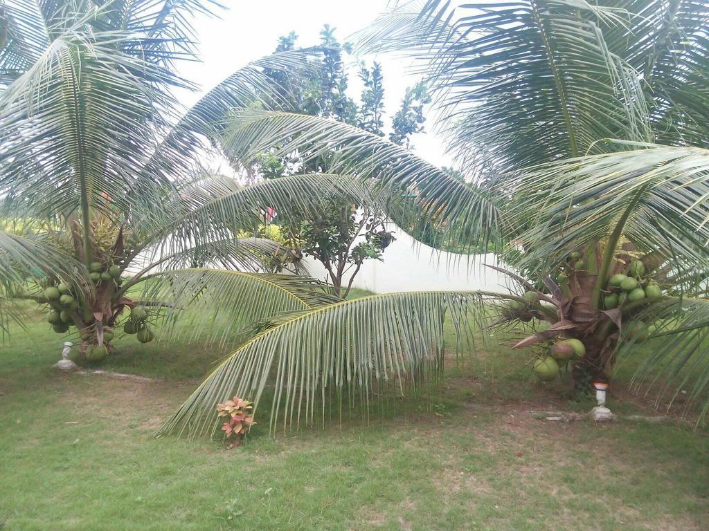 Oasi Fiore Bed & Breakfast Panglao City Exterior foto